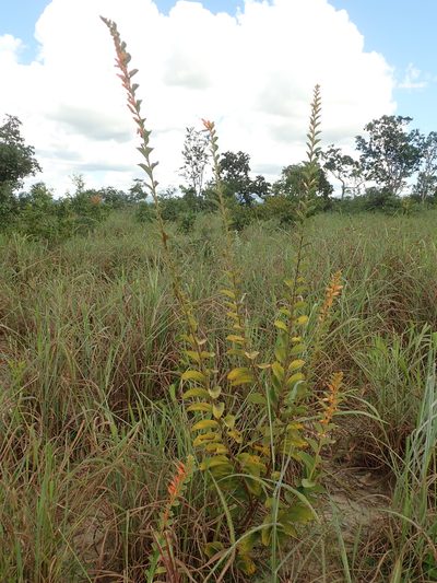 Helicteres sacarolha, photographed by Tsssss