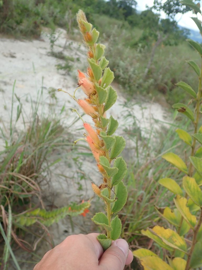 Helicteres sacarolha, photographed by Tsssss
