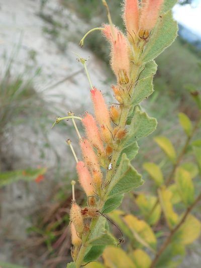 Helicteres sacarolha, photographed by Tsssss