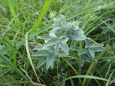 Lithospermum occidentale, photographed by Thomas Koffel