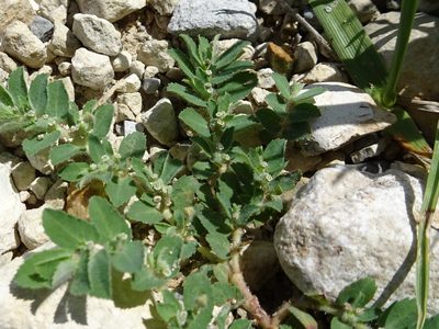 Euphorbia stictospora, photographed by Thomas Koffel