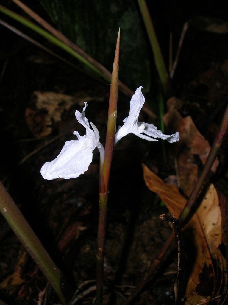 Ischnosiphon heleniae, photographed by Eduardo Chacón Madrigal