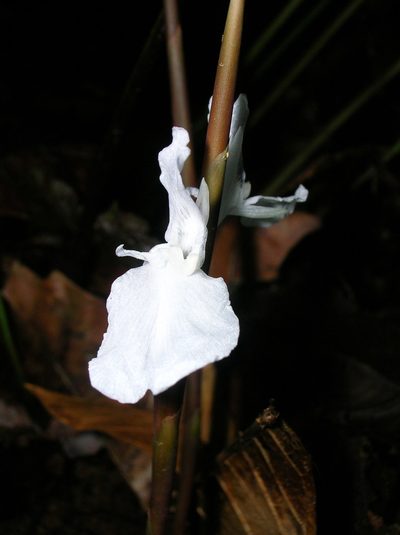 Ischnosiphon heleniae, photographed by Eduardo Chacón Madrigal
