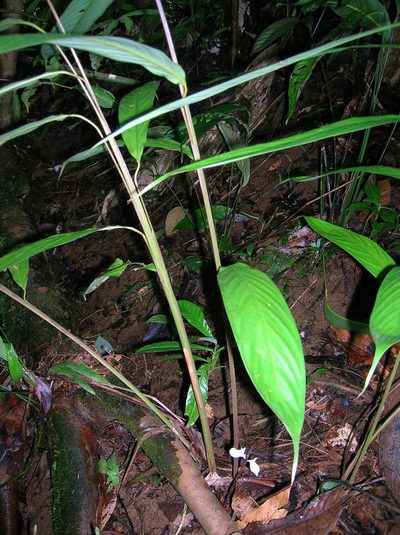 Ischnosiphon heleniae, photographed by Eduardo Chacón Madrigal