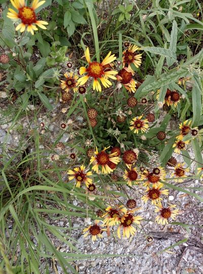 Gaillardia mexicana, photographed by Francisco Martínez González