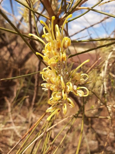 Hakea lorea, photographed by T. Hammer
