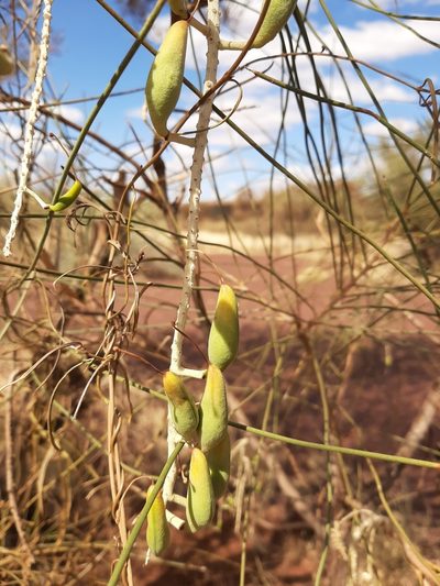 Hakea lorea, photographed by T. Hammer