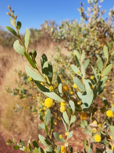 Acacia bivenosa, photographed by T. Hammer