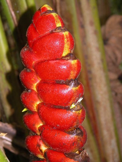 Heliconia imbricata, photographed by Eduardo Chacón Madrigal