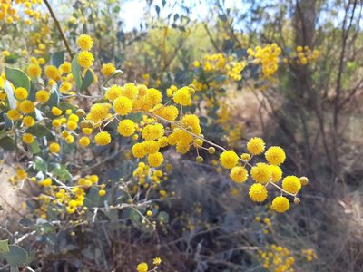 Acacia pyrifolia, photographed by T. Hammer