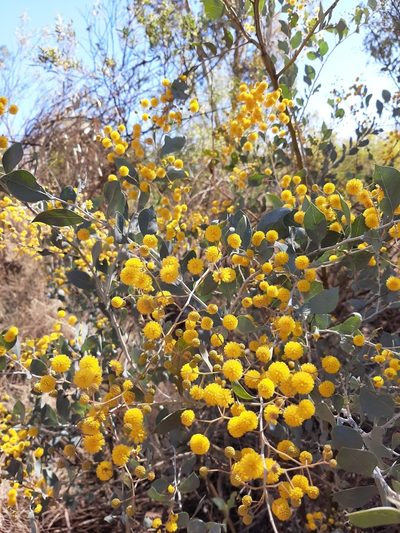 Acacia pyrifolia, photographed by T. Hammer