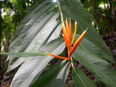 Heliconia longiflora, photographed by Eduardo Chacón Madrigal