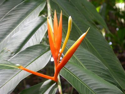 Heliconia longiflora, photographed by Eduardo Chacón Madrigal
