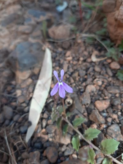 Lobelia arnhemiaca, photographed by T. Hammer