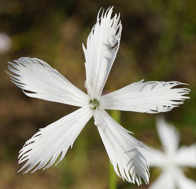 Dianthus serotinus, photographed by Patrick Hacker