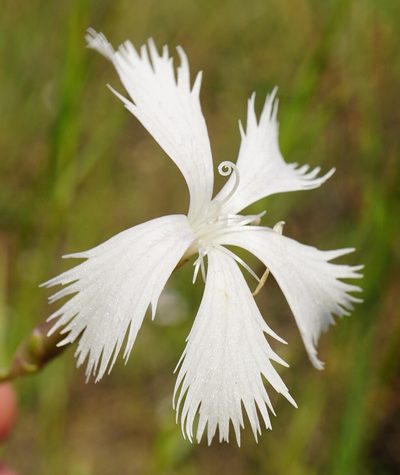 Dianthus serotinus, photographed by Patrick Hacker