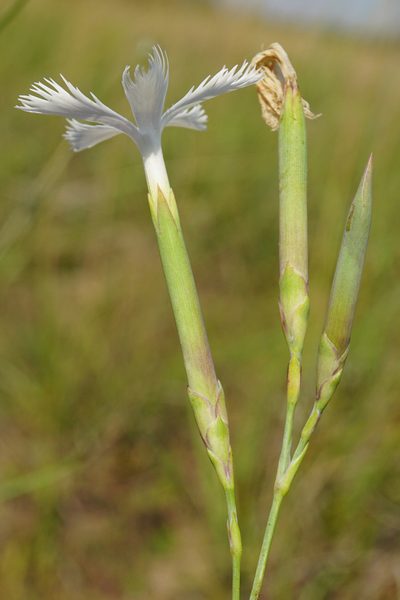 Dianthus serotinus, photographed by Patrick Hacker
