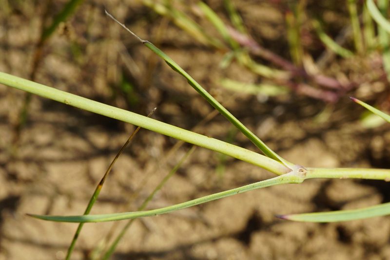 Dianthus serotinus, photographed by Patrick Hacker