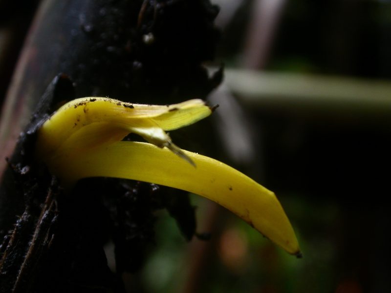 Heliconia stilesii, photographed by Eduardo Chacón Madrigal