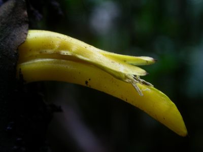 Heliconia stilesii, photographed by Eduardo Chacón Madrigal
