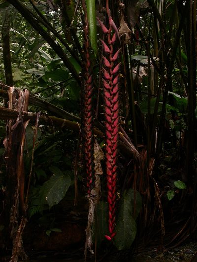 Heliconia stilesii, photographed by Eduardo Chacón Madrigal