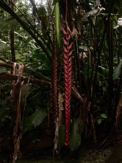 Heliconia stilesii, photographed by Eduardo Chacón Madrigal