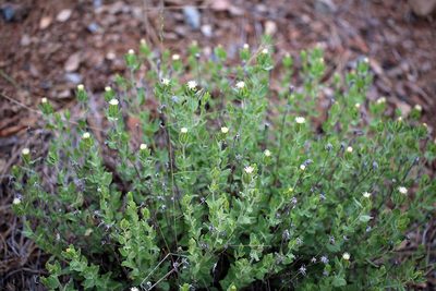 Brickellia greenei, photographed by Steve Matson