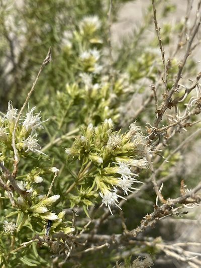 Ericameria albida, photographed by Matt Berger