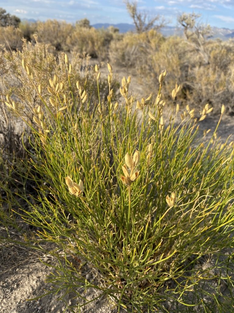 Astragalus toanus, photographed by Matt Berger