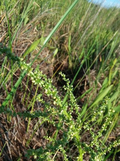 Amaranthus australis, photographed by Will McFarland
