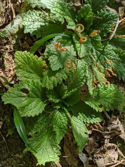 Boea hygroscopica, photographed by Daniel Montesinos