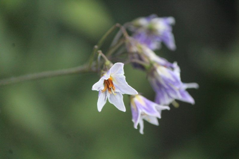 Solanum ehrenbergii, photographed by José Belem Hernández Díaz