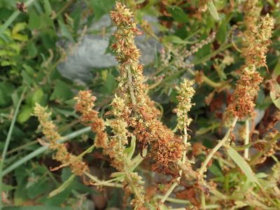 Rumex maritimus, photographed by joergmlpts