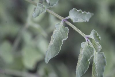 Solanum ehrenbergii, photographed by José Belem Hernández Díaz