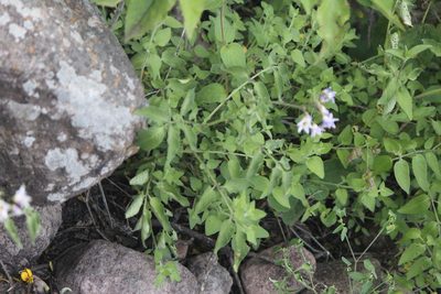 Solanum ehrenbergii, photographed by José Belem Hernández Díaz
