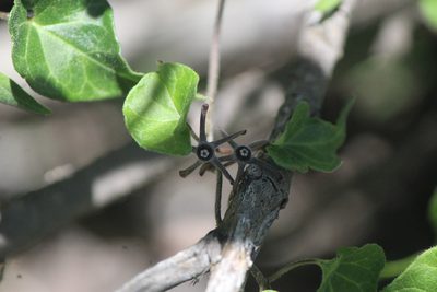 Chthamalia ojadapantha, photographed by José Belem Hernández Díaz