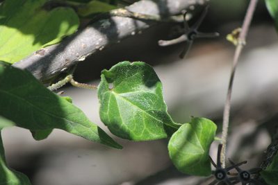 Chthamalia ojadapantha, photographed by José Belem Hernández Díaz
