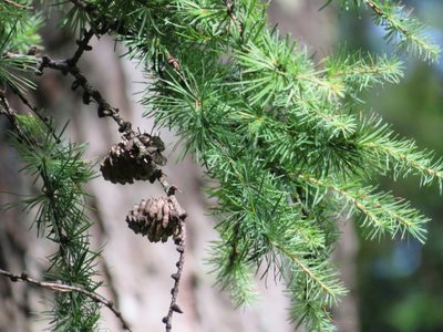Larix kaempferi, photographed by Marco Mussita