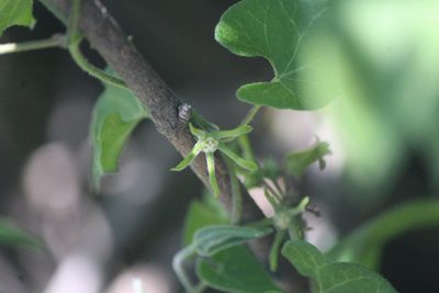 Chthamalia schaffneri, photographed by José Belem Hernández Díaz
