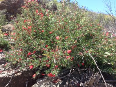 Calliandra californica, photographed by Adam J. Searcy