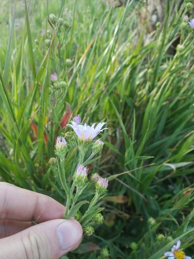 Symphyotrichum foliaceum, photographed by Logan