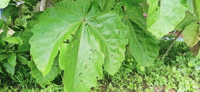 Macaranga gigantea, photographed by Ong Jyh Seng