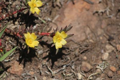 Portulaca halimoides, photographed by José Belem Hernández Díaz