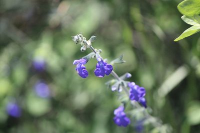 Salvia chamaedryoides, photographed by José Belem Hernández Díaz