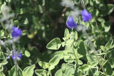Salvia chamaedryoides, photographed by José Belem Hernández Díaz