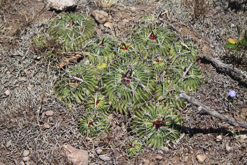 Stenocactus lamellosus, photographed by José Belem Hernández Díaz
