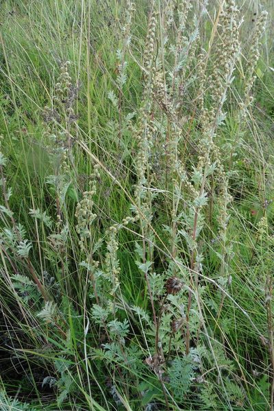 Artemisia armeniaca, photographed by Силаева Татьяна Борисовна