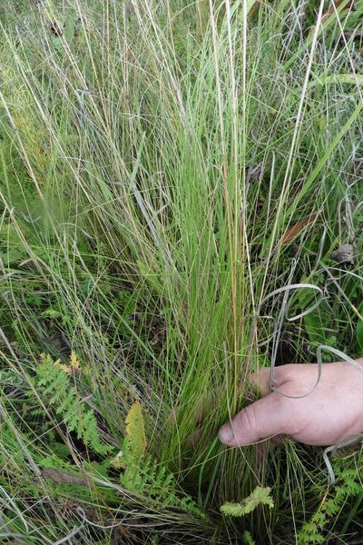 Stipa sareptana, photographed by Силаева Татьяна Борисовна