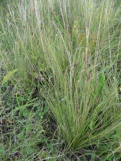 Stipa sareptana, photographed by Силаева Татьяна Борисовна