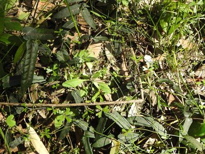 Hydrocotyle paludosa, photographed by Greg Tasney